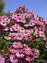 Aster Andenken an Alma Poetschke5